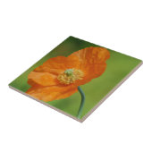 ハナビシソウ タイル (側面)