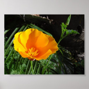 ハナビシソウ(Eschscholzia Californica) ポスター