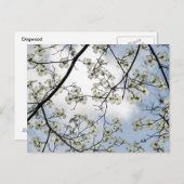 ハナミズキと青空 ポストカード (正面/裏面)