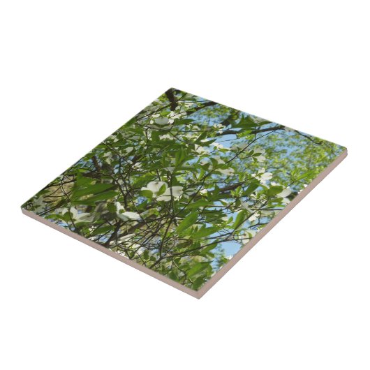 ハナミズキの枝春 タイル (側面)