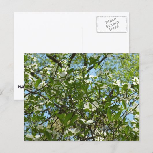 ハナミズキの枝春 ポストカード (正面/裏面)