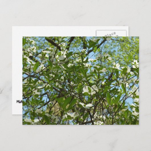 ハナミズキの枝春 ポストカード (正面/裏面)