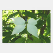 ハナミズキの枝春 ラッピングペーパーシート (正面3)