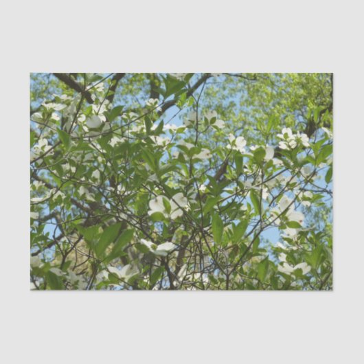 ハナミズキの枝春 薄葉紙 (正面)