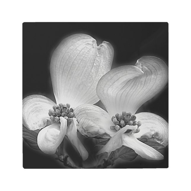 ハナミズキの花が白と黒に咲く メタルプリント (正面)