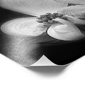 ハナミズキの花が黒と白の高コントラスト フォトプリント (角)