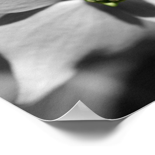 ハナミズキの花の部分色 ポスター (角)