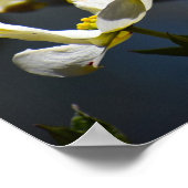 ハナミズキの花 ポスター (角)