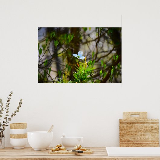 ハナミズキの花 ポスター (キッチン)