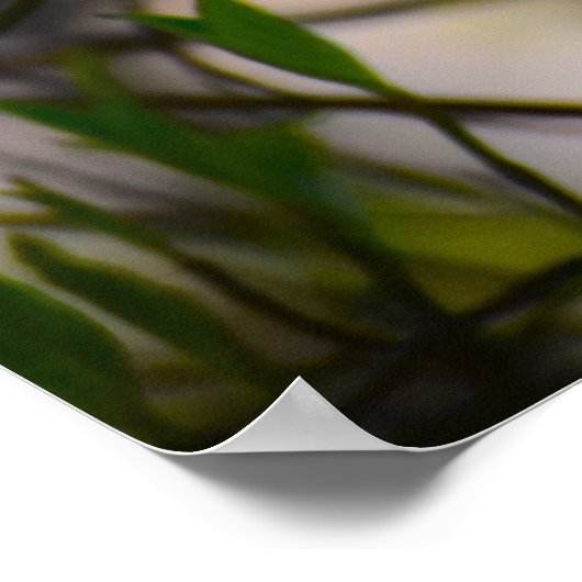 ハナミズキの花 ポスター (角)