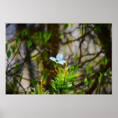 ハナミズキの花 ポスター (正面)