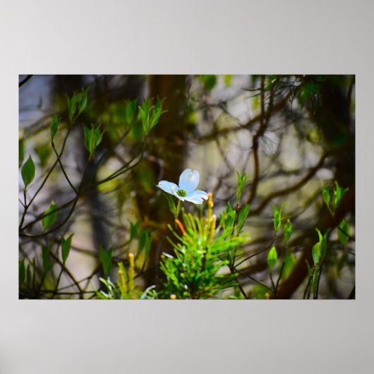 ハナミズキの花 ポスター (正面)