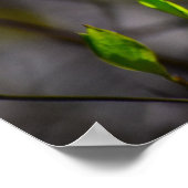 ハナミズキの花 ポスター (角)