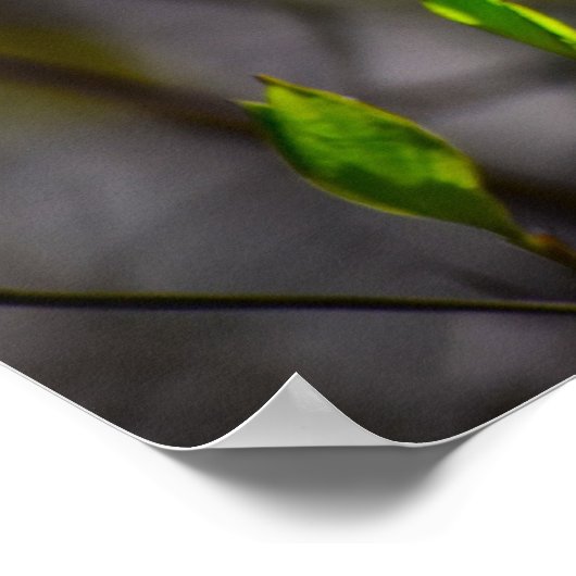 ハナミズキの花 ポスター (角)