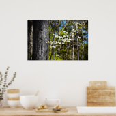 ハナミズキの花 ポスター (キッチン)