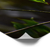 ハナミズキの花 ポスター (角)