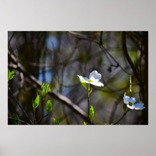 ハナミズキの花 ポスター (正面)