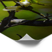 ハナミズキの花 ポスター (角)