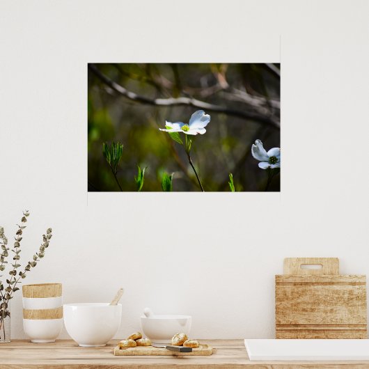 ハナミズキの花 ポスター (キッチン)