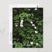 ハナミズキの花…ポストカード ポストカード (正面/裏面)