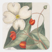 ハナミズキの18世紀の植物画 スクエアシール (正面)