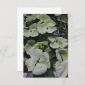 ハナミズキ花 ノートカード (正面/裏面)