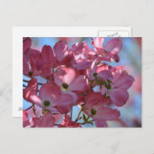 ハナミズキ花 ポストカード (正面/裏面)