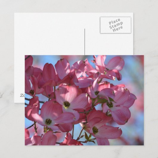 ハナミズキ花 ポストカード (正面/裏面)