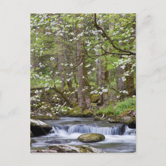 ハナミズキ |テ素晴らしネシー州スモークマウンテン ポストカード (正面)