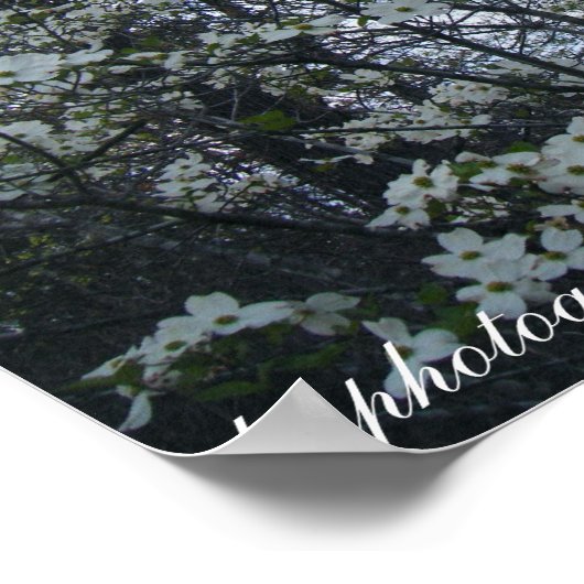 ハナミズキ ポスター (角)