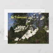 ハナミズキ ポストカード (正面/裏面)