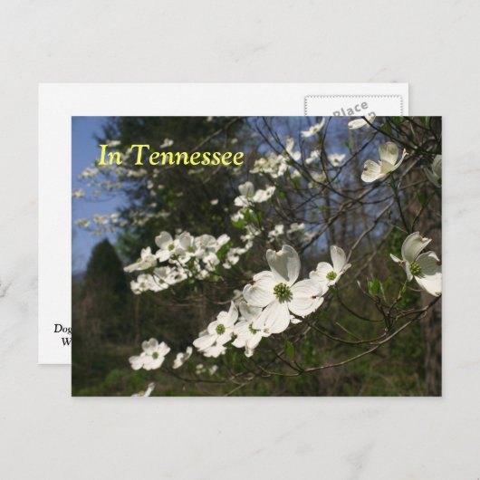 ハナミズキ ポストカード (正面/裏面)