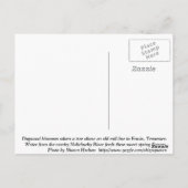 ハナミズキ ポストカード (裏面)