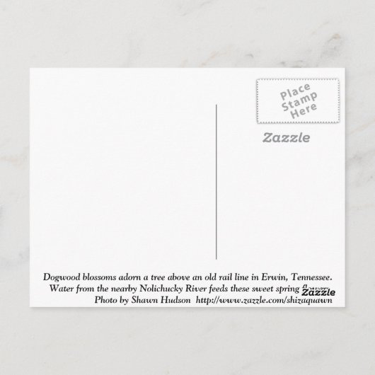 ハナミズキ ポストカード (裏面)