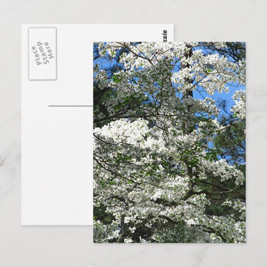 ハナミズキ ポストカード (正面/裏面)