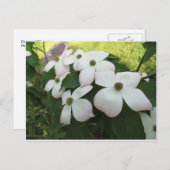 ハナミズキ ポストカード (正面/裏面)