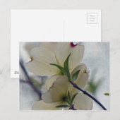 ハナミズキ ポストカード (正面/裏面)