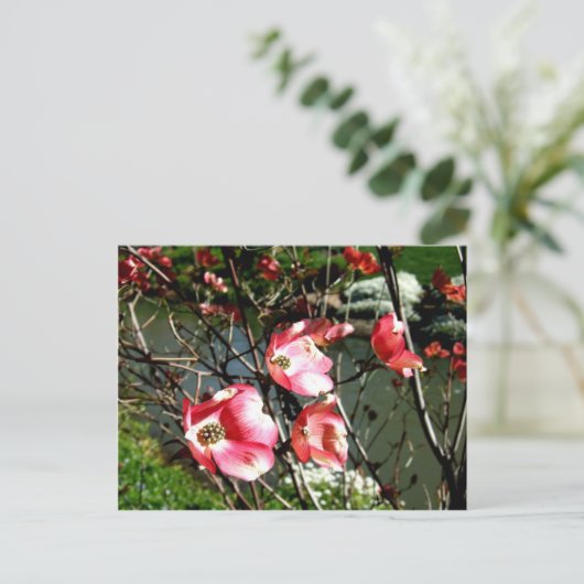 ハナミズキ ポストカード (スタンド正面)