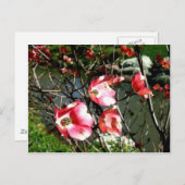 ハナミズキ ポストカード (正面/裏面)