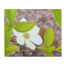 ハナミズキ メタルプリント