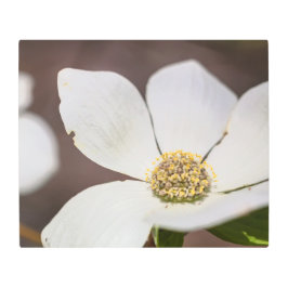 ハナミズキ メタルプリント