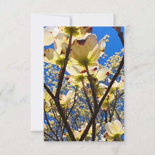 ハナミズキ 招待状 (正面)