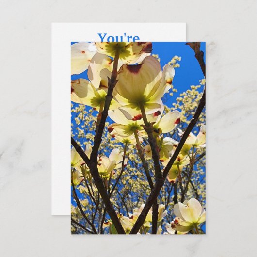 ハナミズキ 招待状 (正面/裏面)