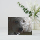 ハニケーキ ポストカード (スタンド正面)