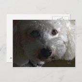 ハニケーキ ポストカード (正面/裏面)