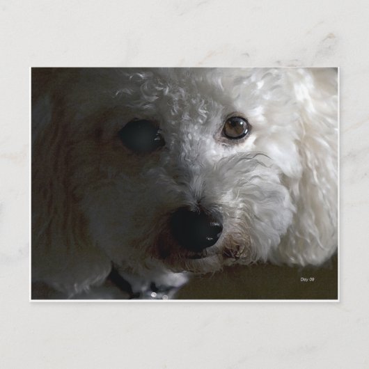 ハニケーキ ポストカード (正面)