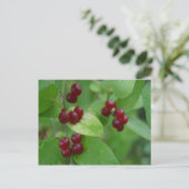 ハニーサックルの実 ポストカード (スタンド正面)