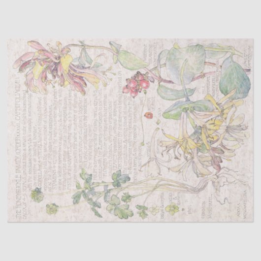 ハニーサックルの野生の花によってはティッシュペーパーが開花します 薄葉紙 (正面)