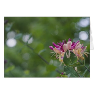 ハニーサックルのTouch