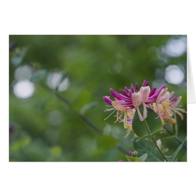 ハニーサックルのTouch (正面横)